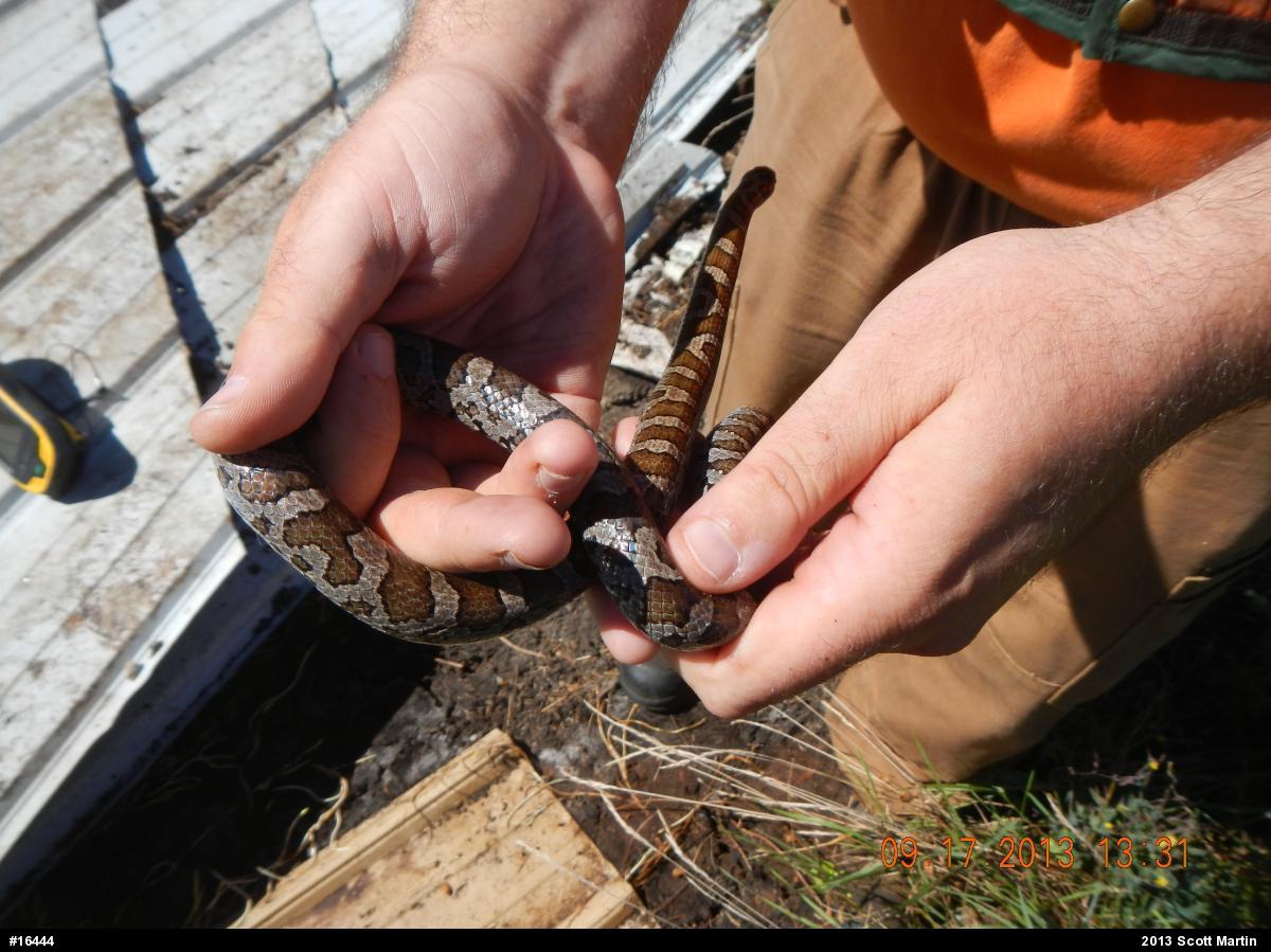 Eastern Milksnake