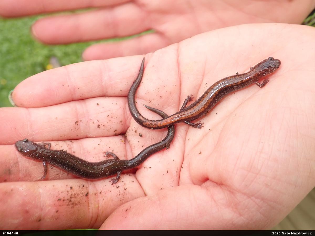 Eastern Red-backed  Salamander