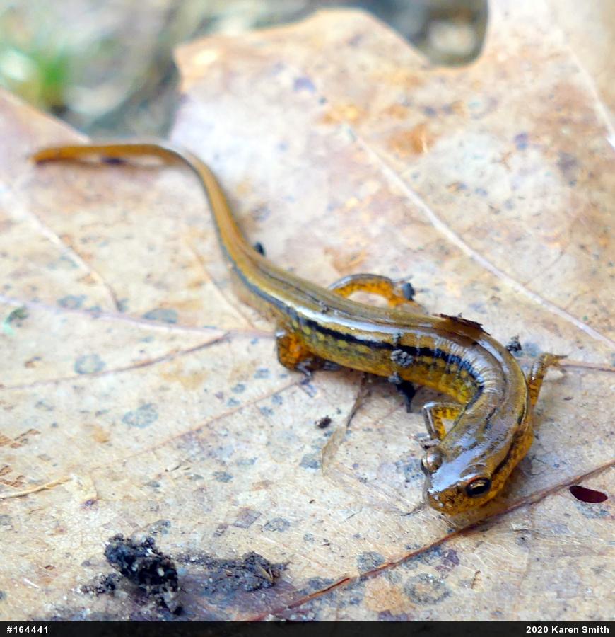 Northern Two-lined Salamander