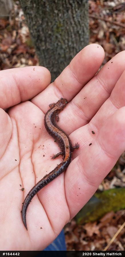 Eastern Red-backed  Salamander