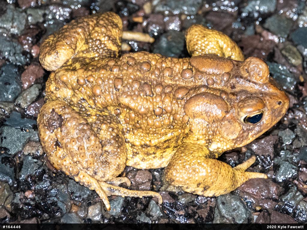 Eastern American Toad
