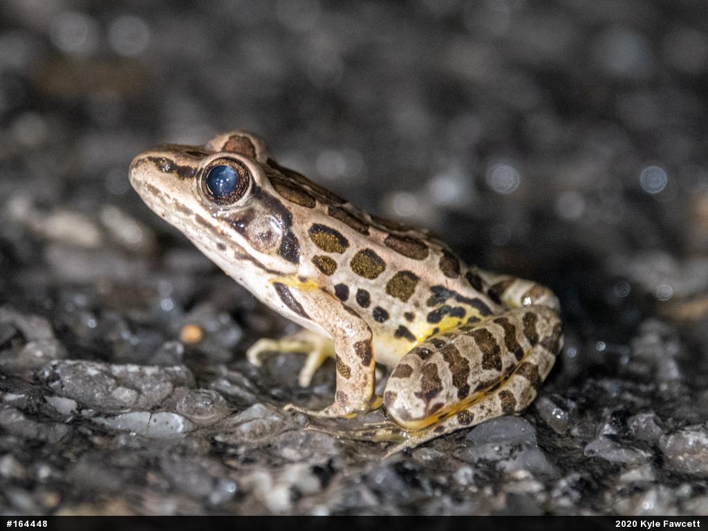Pickerel Frog