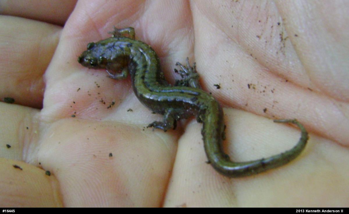 Allegheny Mountain Dusky Salamander