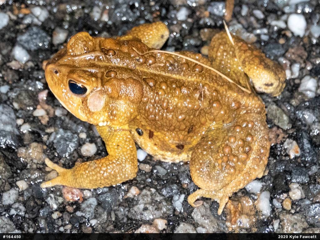Eastern American Toad