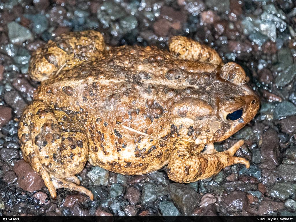 Eastern American Toad