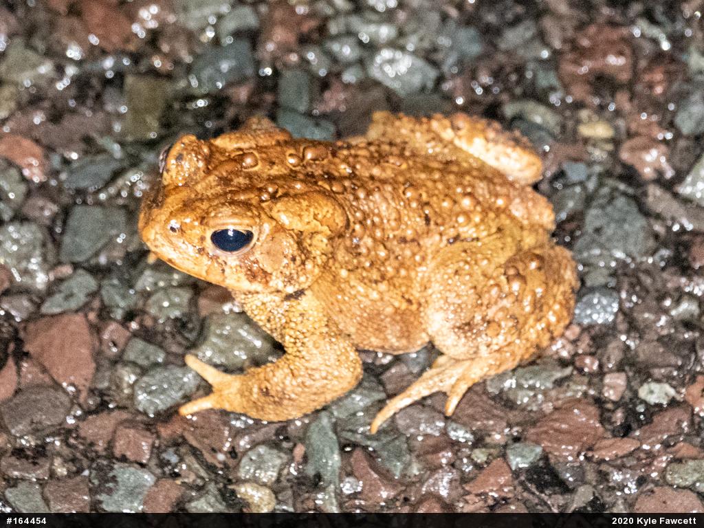 Eastern American Toad