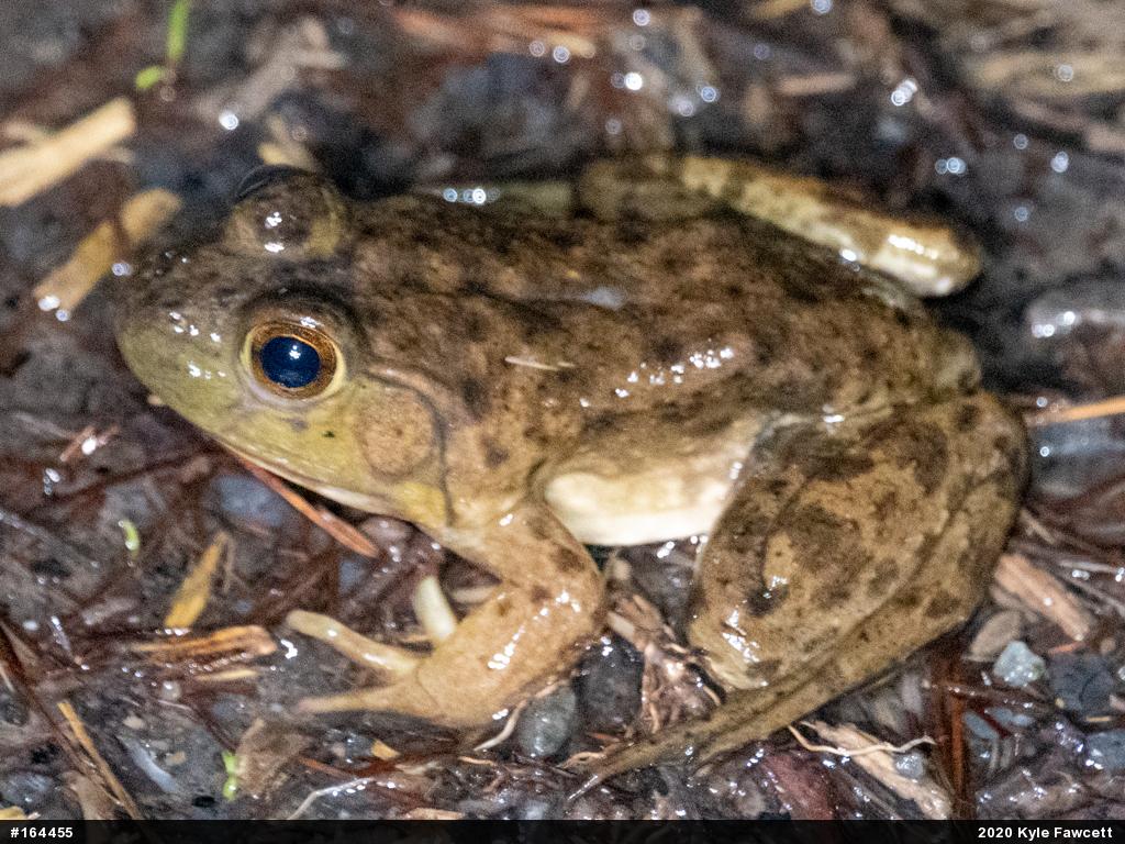 American Bullfrog