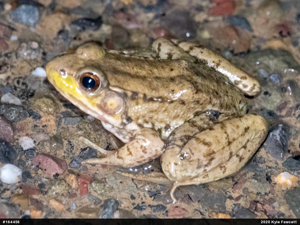 Green Frog