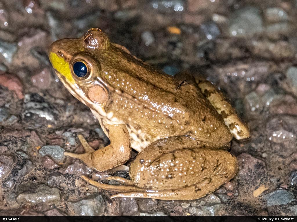 Green Frog