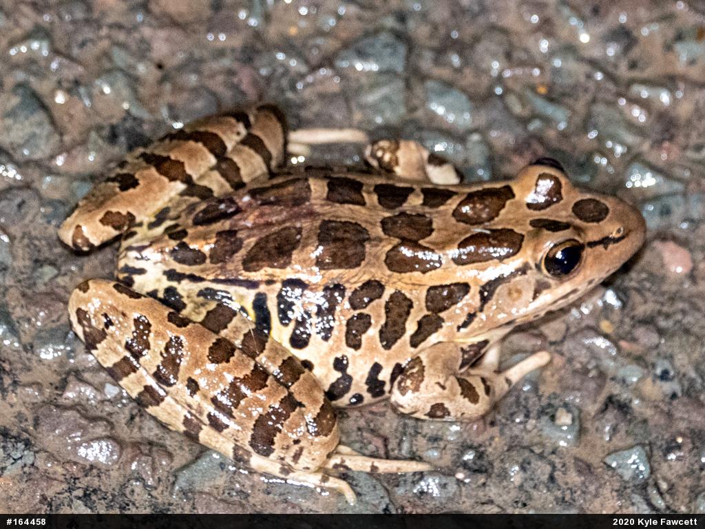 Pickerel Frog
