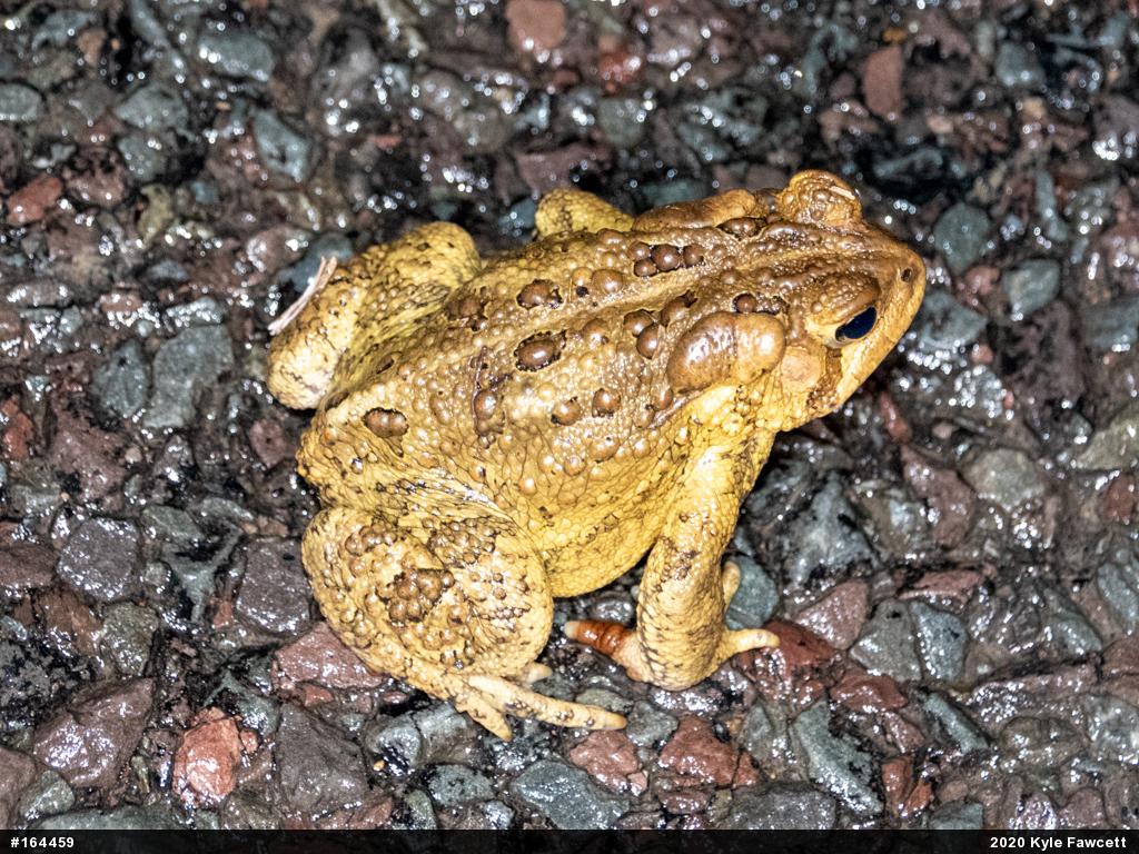 Eastern American Toad
