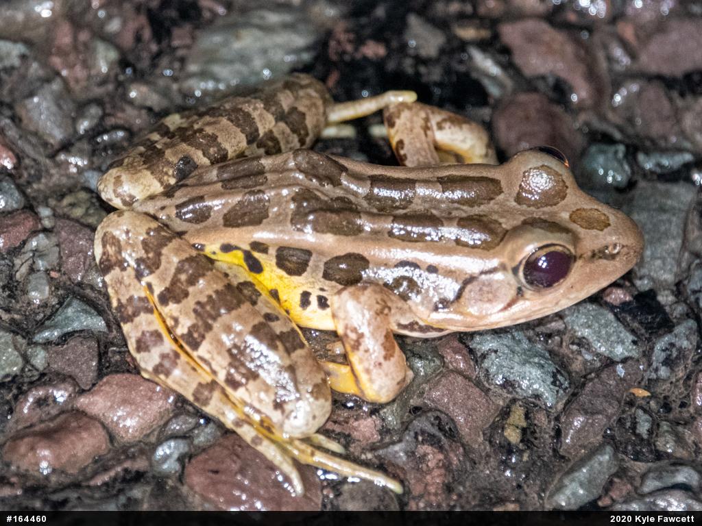 Pickerel Frog