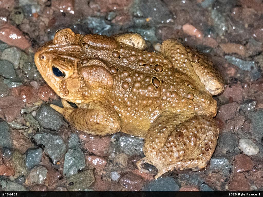 Eastern American Toad