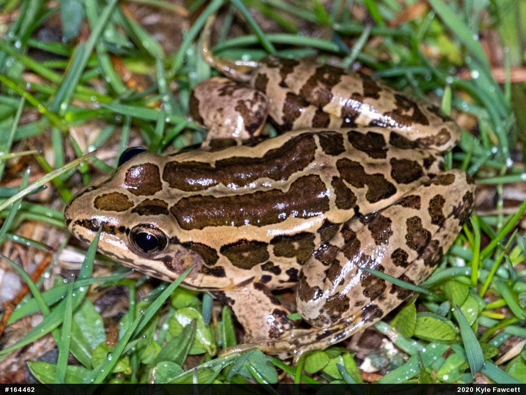 Pickerel Frog