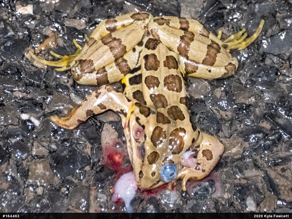Pickerel Frog