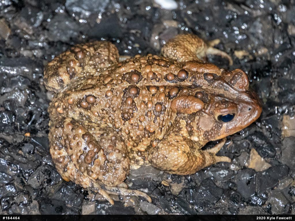 Eastern American Toad