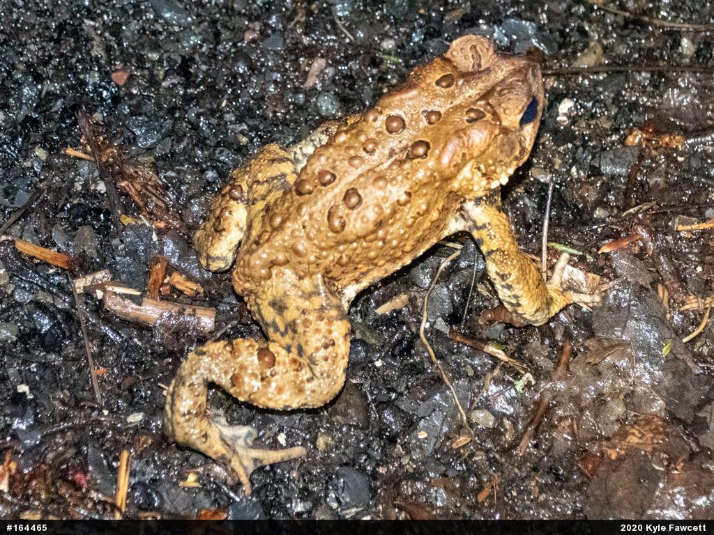 Eastern American Toad