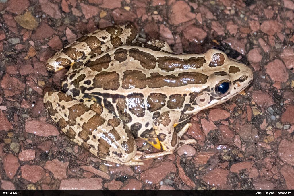 Pickerel Frog