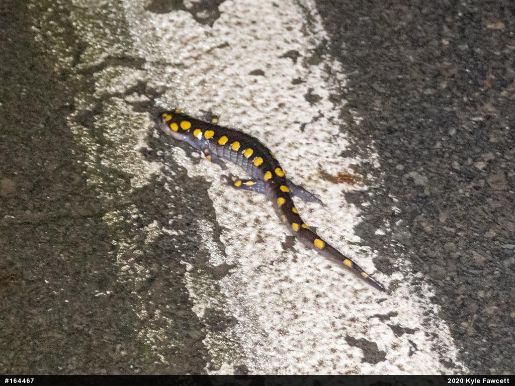 Spotted Salamander
