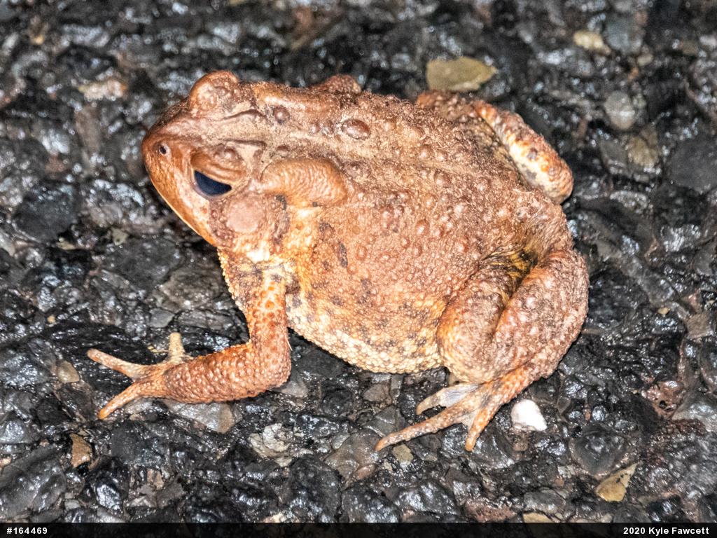 Eastern American Toad