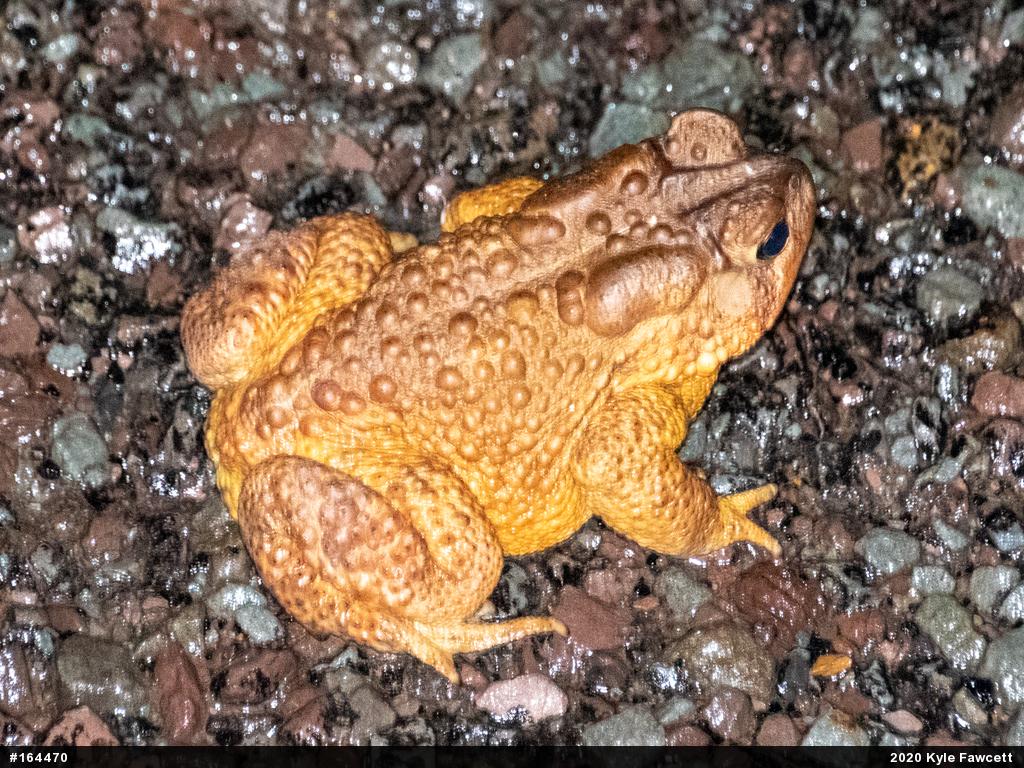 Eastern American Toad