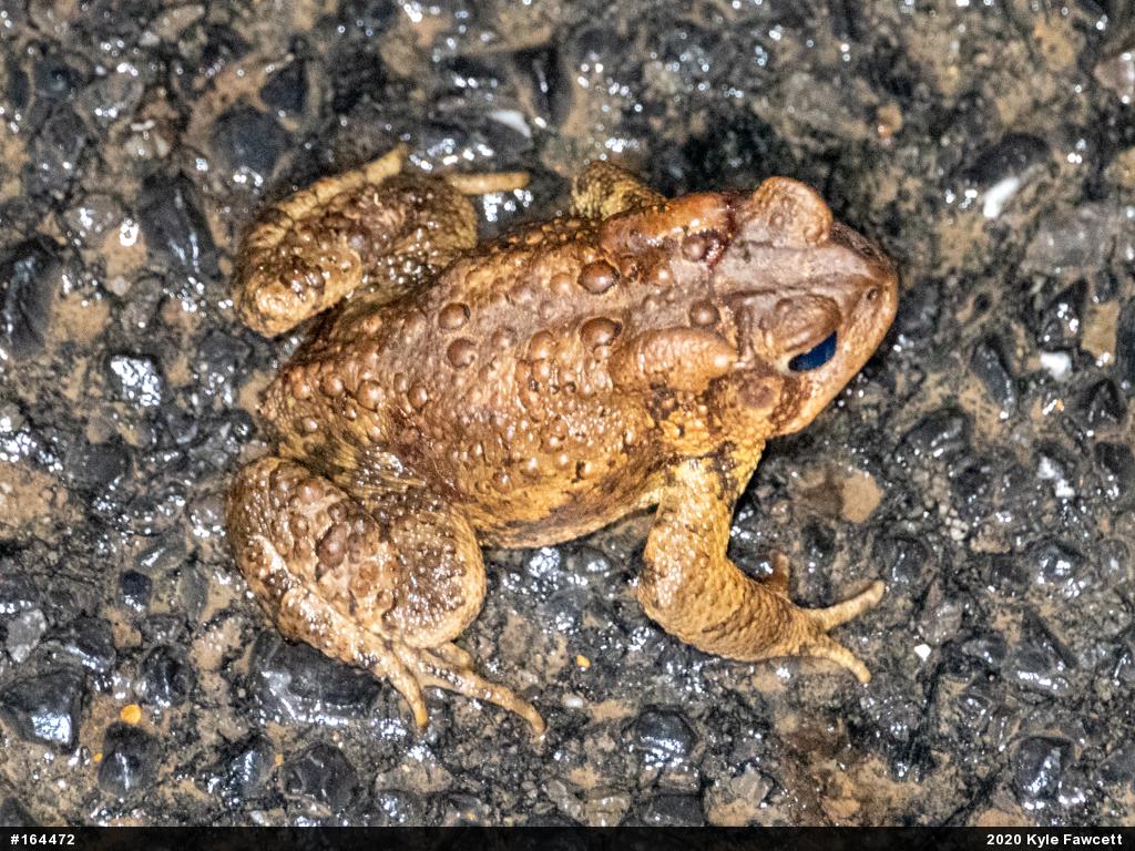 Eastern American Toad