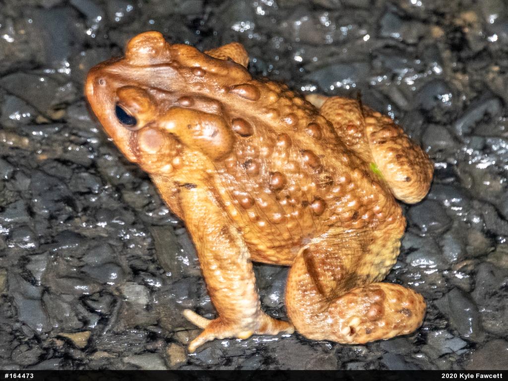 Eastern American Toad