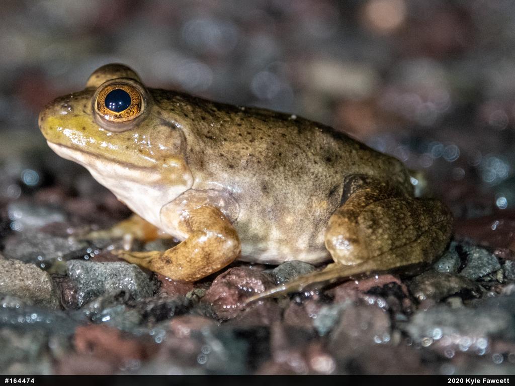 American Bullfrog