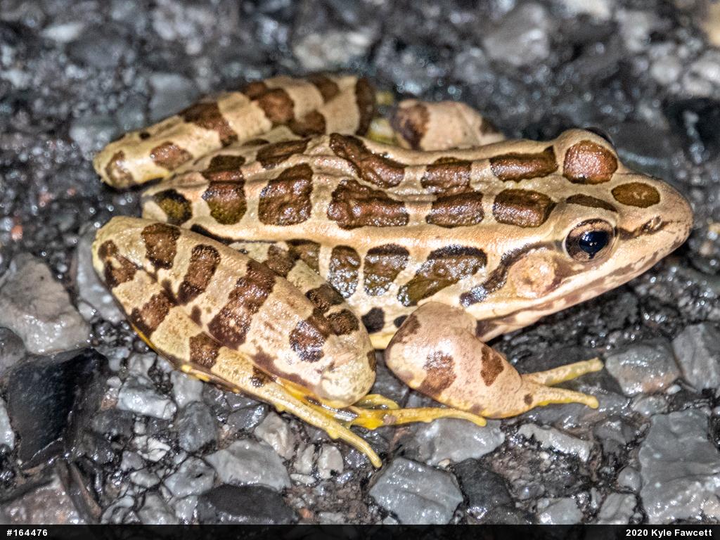 Pickerel Frog