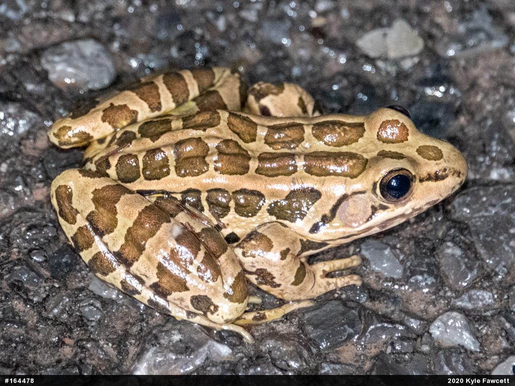 Pickerel Frog