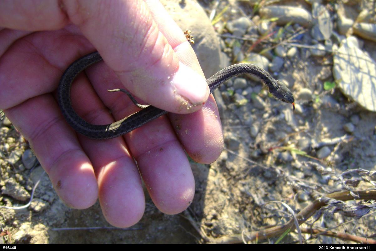 Eastern Gartersnake
