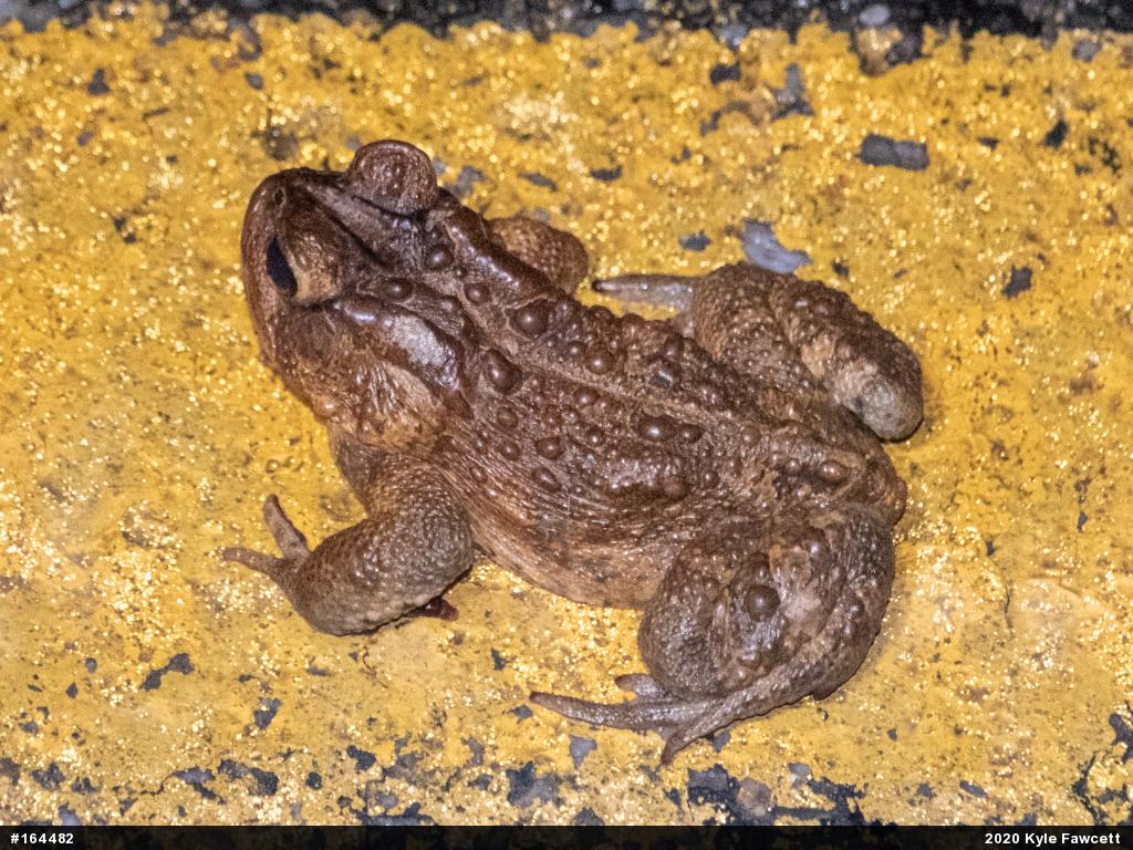 Eastern American Toad