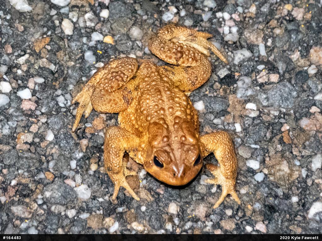 Eastern American Toad