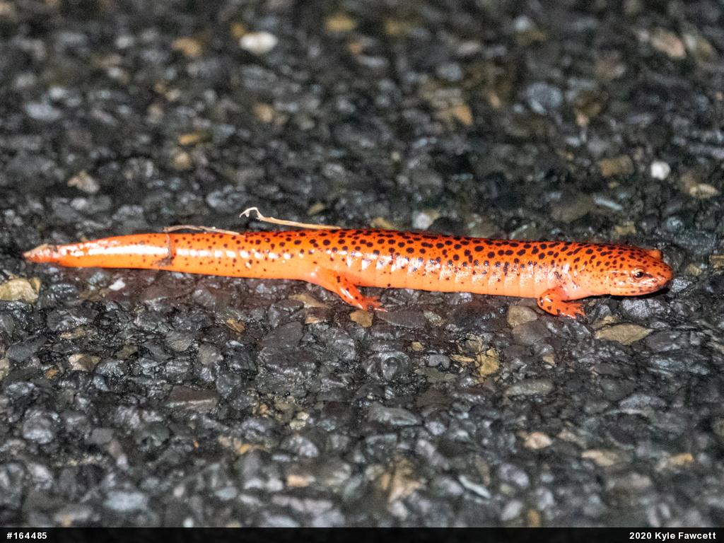 Northern Red Salamander