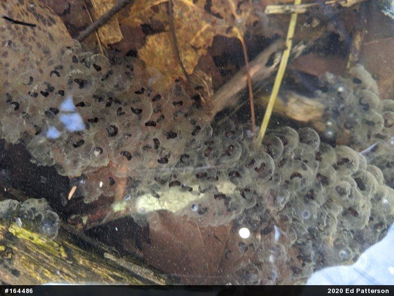 Wood Frog
