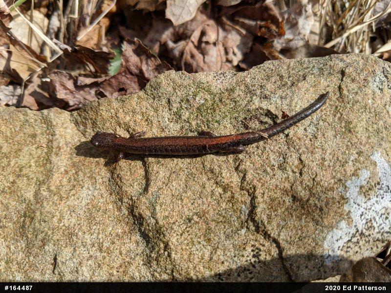 Eastern Red-backed  Salamander