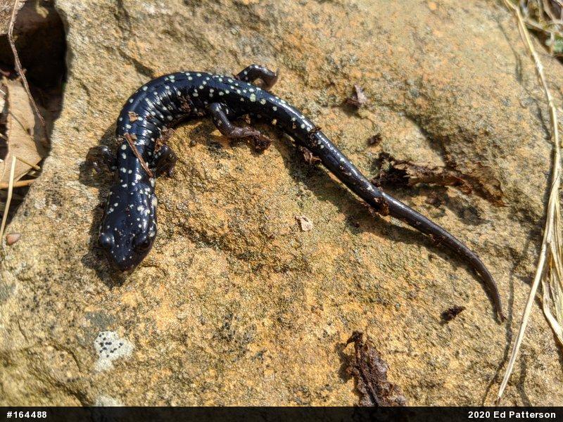 Northern Slimy Salamander