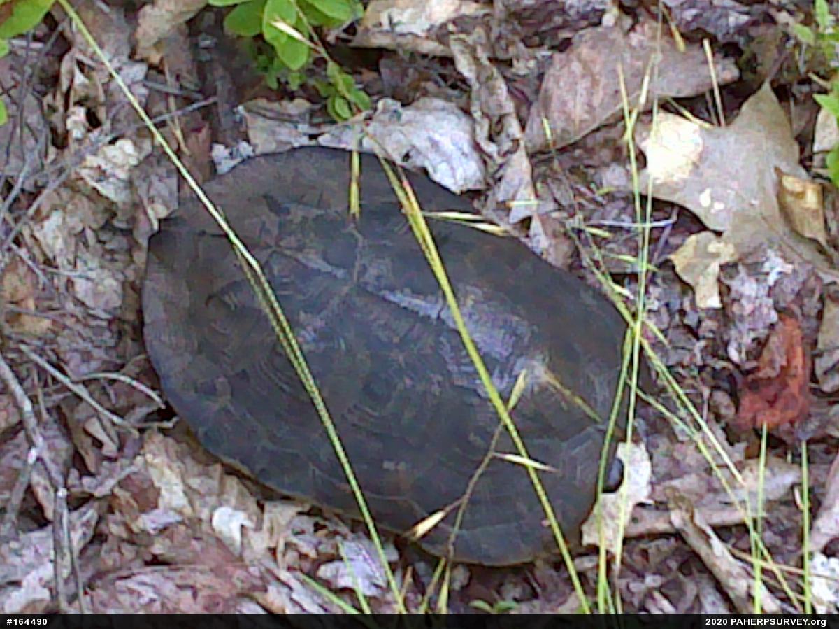 Wood Turtle