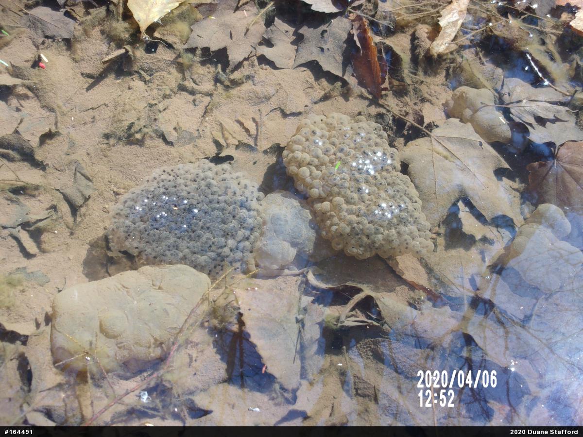 Wood Frog