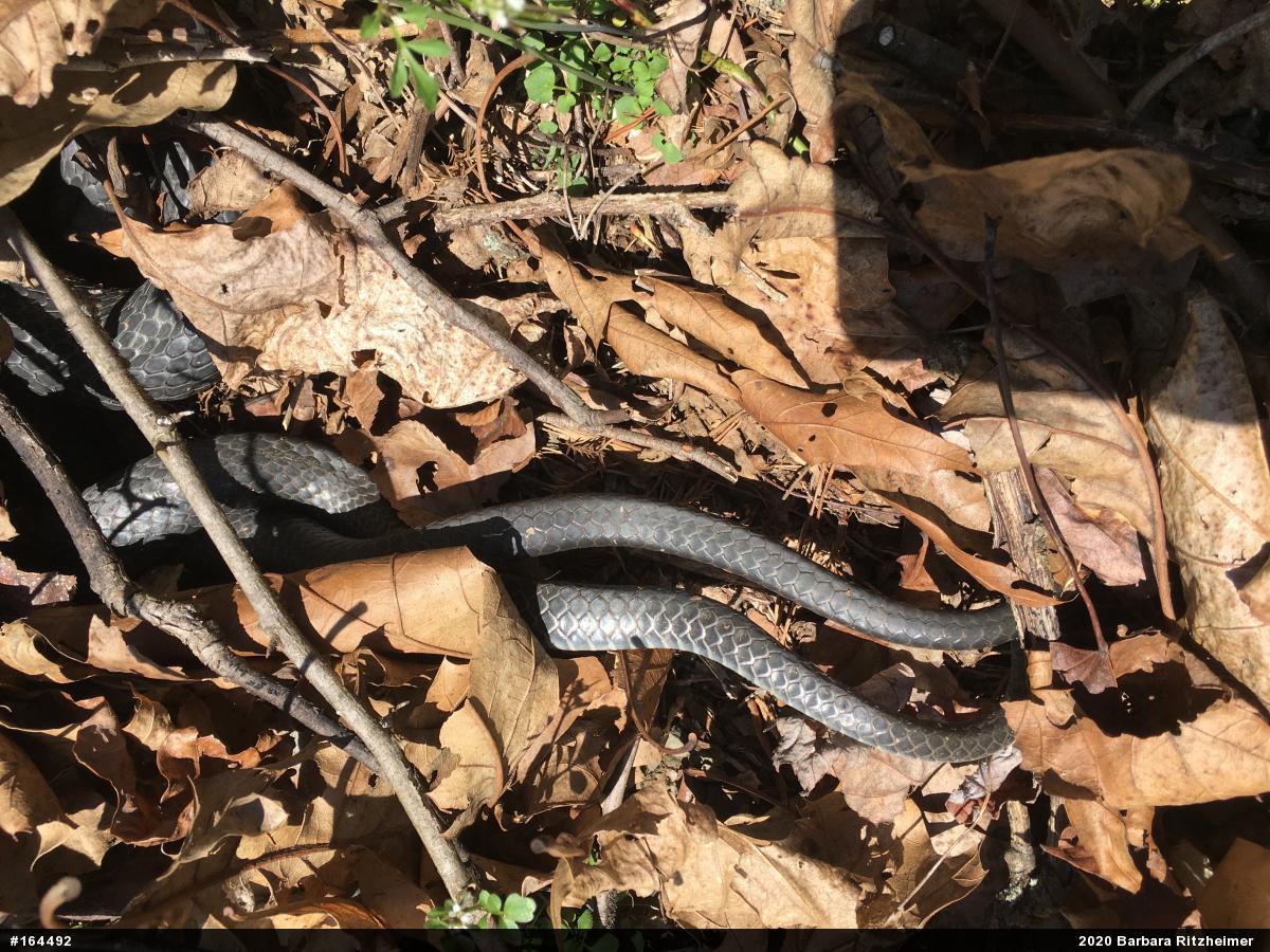 Northern Black Racer