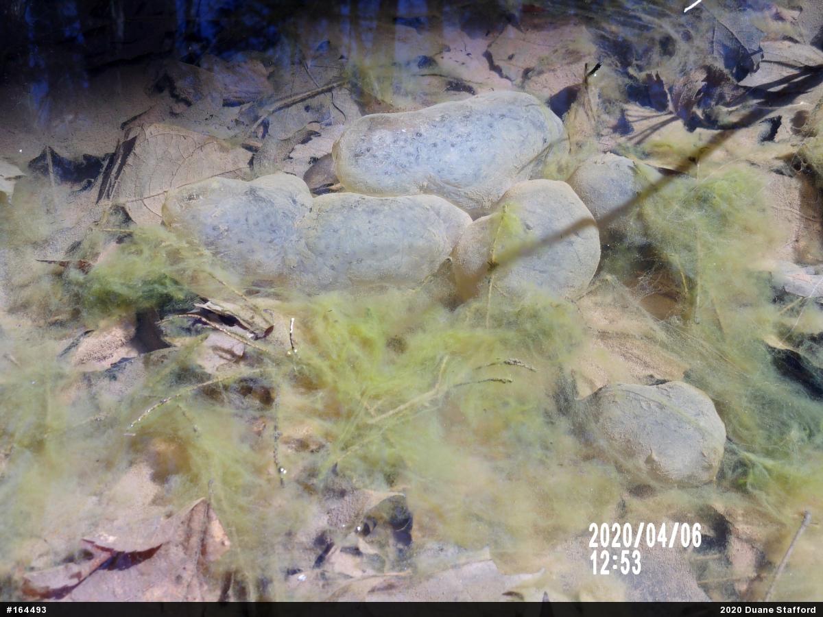 Spotted Salamander