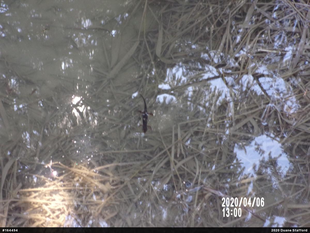 Red-spotted Newt
