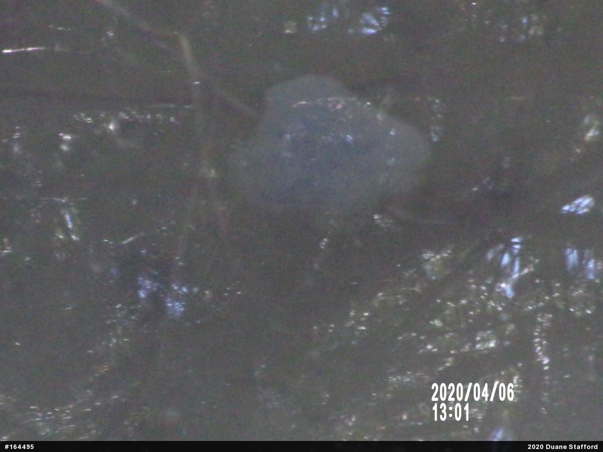 Spotted Salamander
