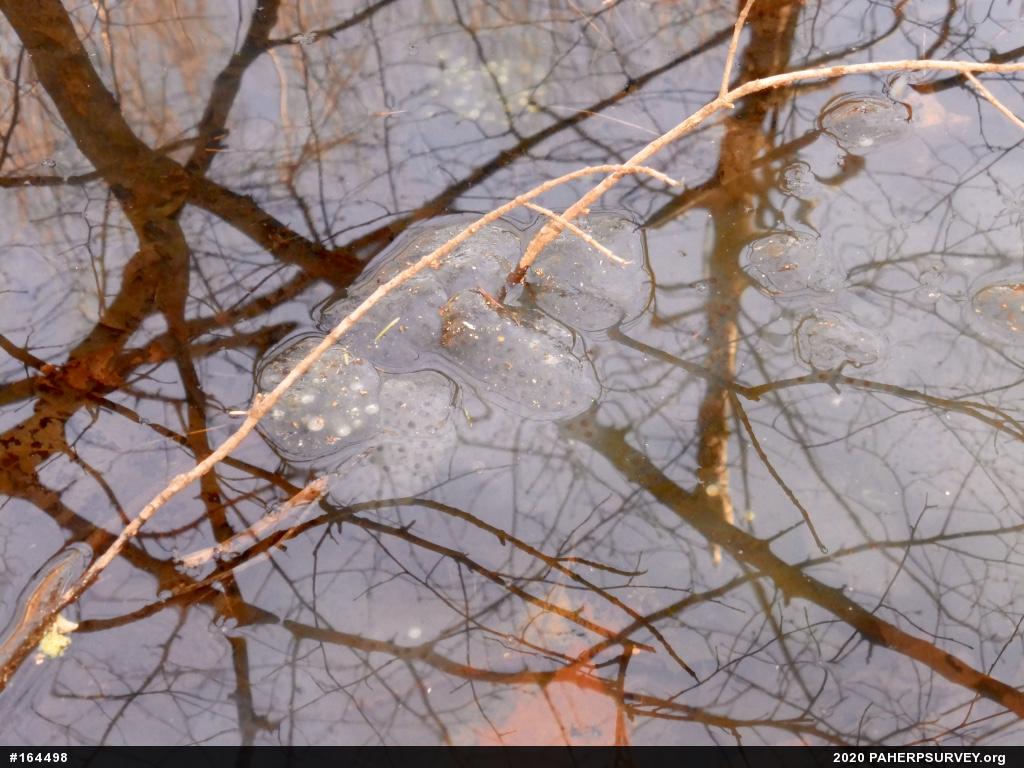 Spotted Salamander