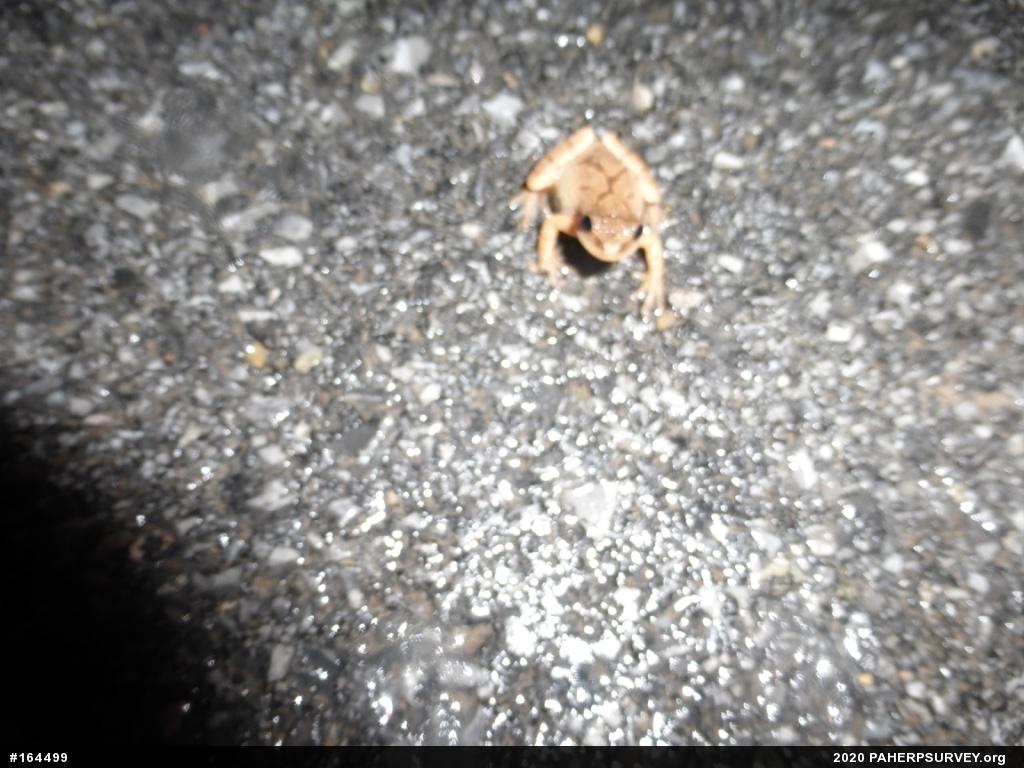 Spring Peeper