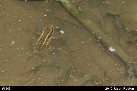 Pickerel Frog