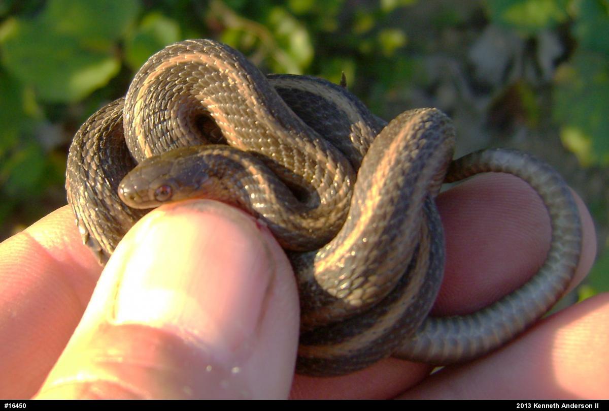 Shorthead Gartersnake