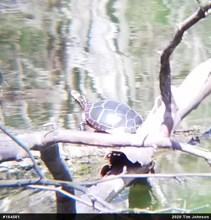 Eastern Painted Turtle
