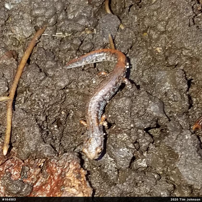 Four-toed Salamander