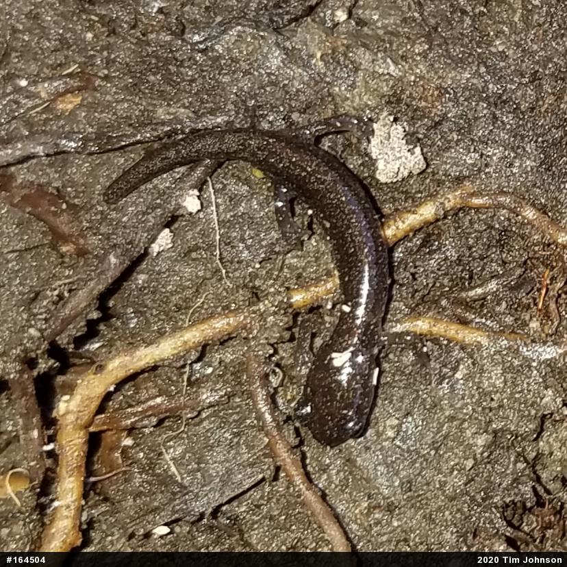 Eastern Red-backed  Salamander